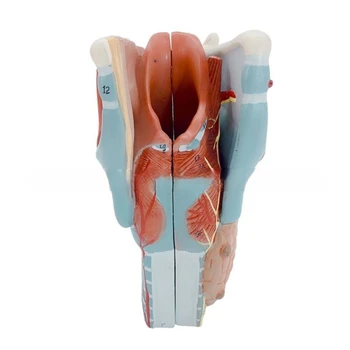 Анатомическая модель гортани человека, съемная 2-кратная увеличенная анатомическая модель гортани