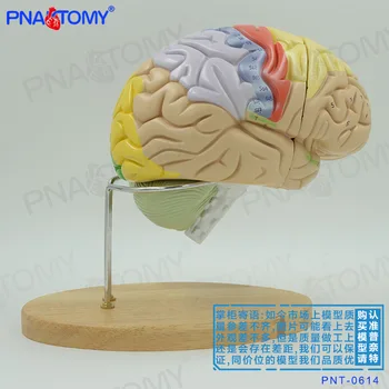 Анатомическая модель структуры человеческого мозга Может быть съемной и собранной Медицинская психология, обучающая отделению мозга Neurolo